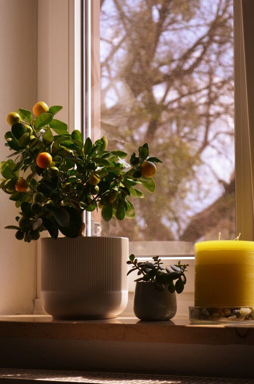 How to Refresh Your Home with Plants for a Lively Living Space